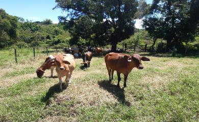 Fazenda à venda com 2 quartos, 290000m² - Foto 2