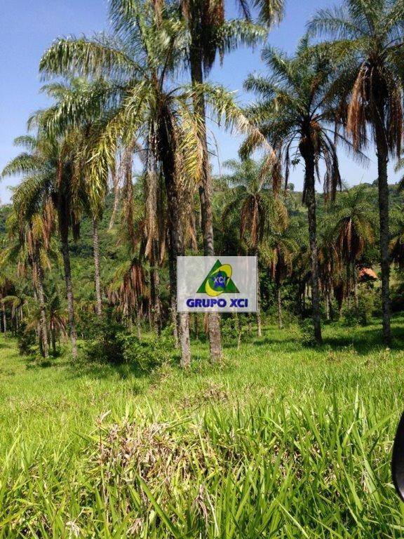 Sítio, 16 hectares - Foto 8