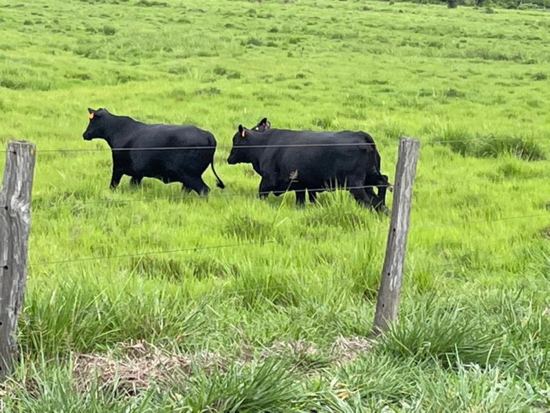 Fazenda à venda, 17125m² - Foto 28