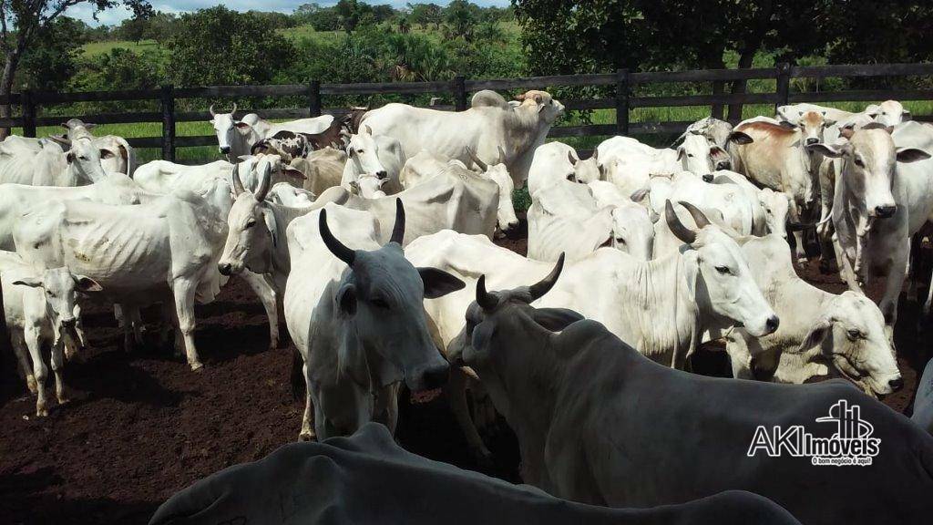 Fazenda à venda com 2 quartos, 4500000M2 - Foto 12