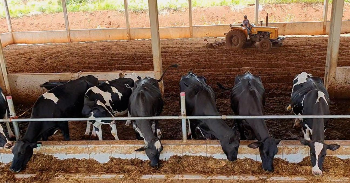 Fazenda à venda com 4 quartos, 14m² - Foto 6