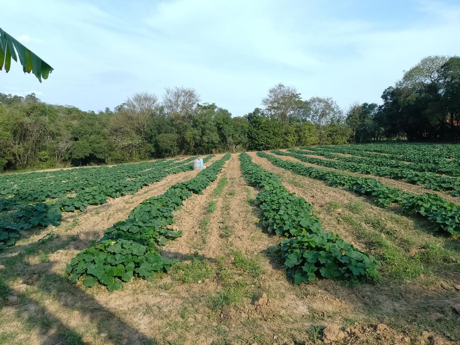 Terreno à venda, 5000m² - Foto 2