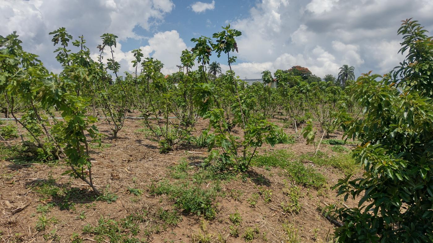 Fazenda à venda, 50000m² - Foto 13