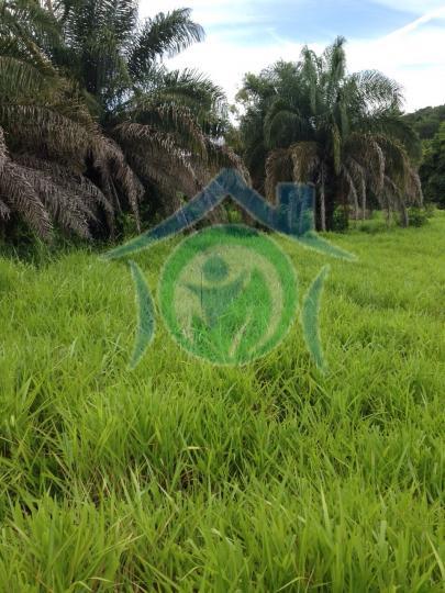 Fazenda-Sítio-Chácara - Foto 10