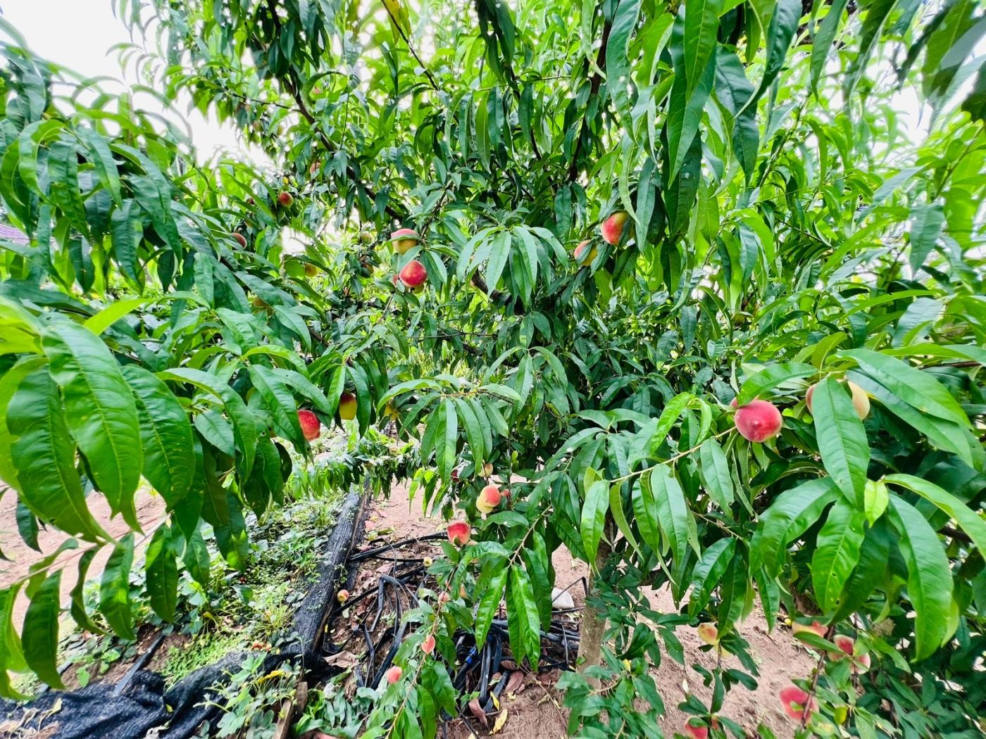 Fazenda à venda, 28000m² - Foto 53