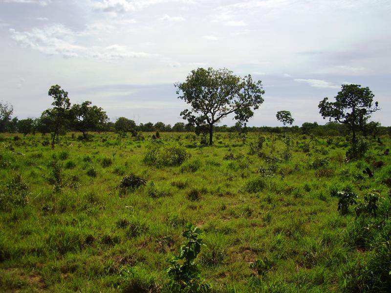Fazenda à venda - Foto 12