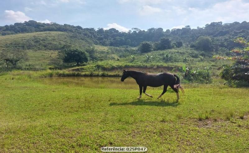 Fazenda à venda com 4 quartos, 82000m² - Foto 16