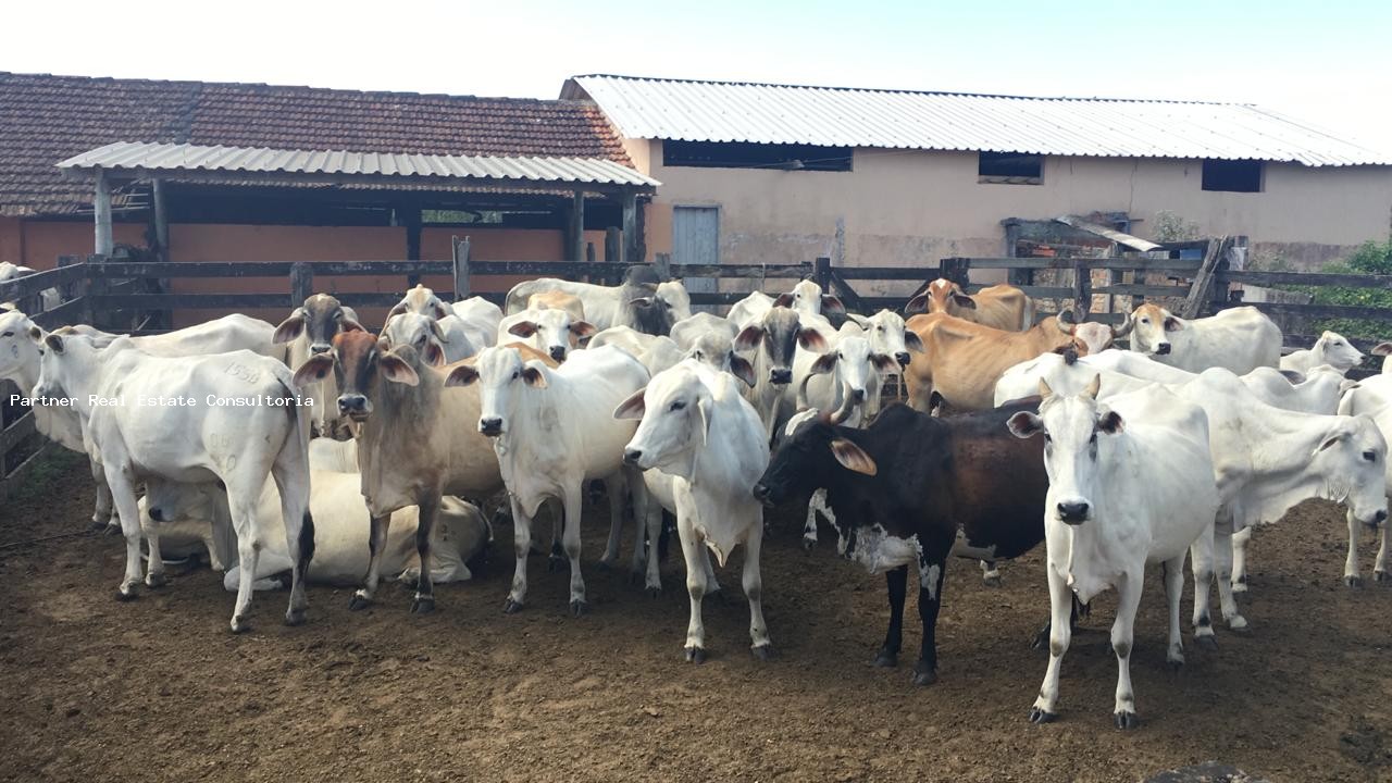 Fazenda à venda com 3 quartos, 52m² - Foto 33