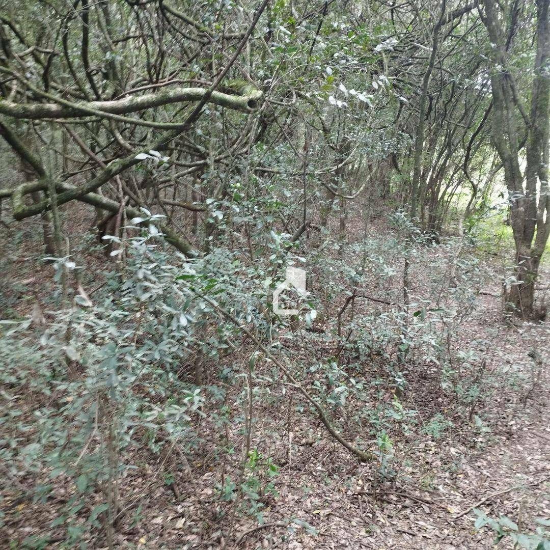 Terreno à venda, 10000M2 - Foto 4