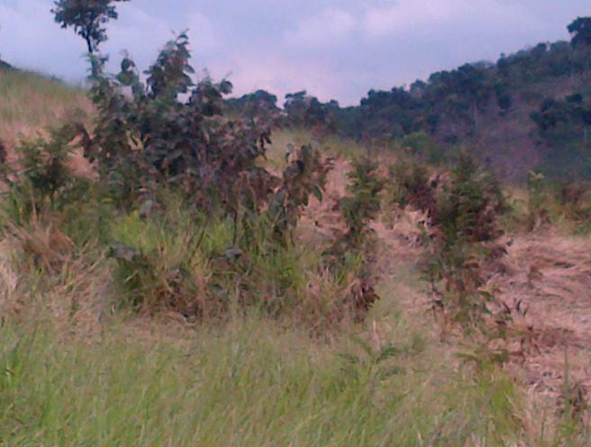 Terreno à venda, 120000m² - Foto 4