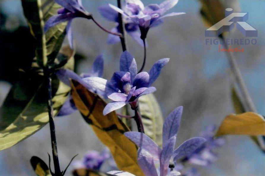 Sítio, 4 hectares - Foto 36