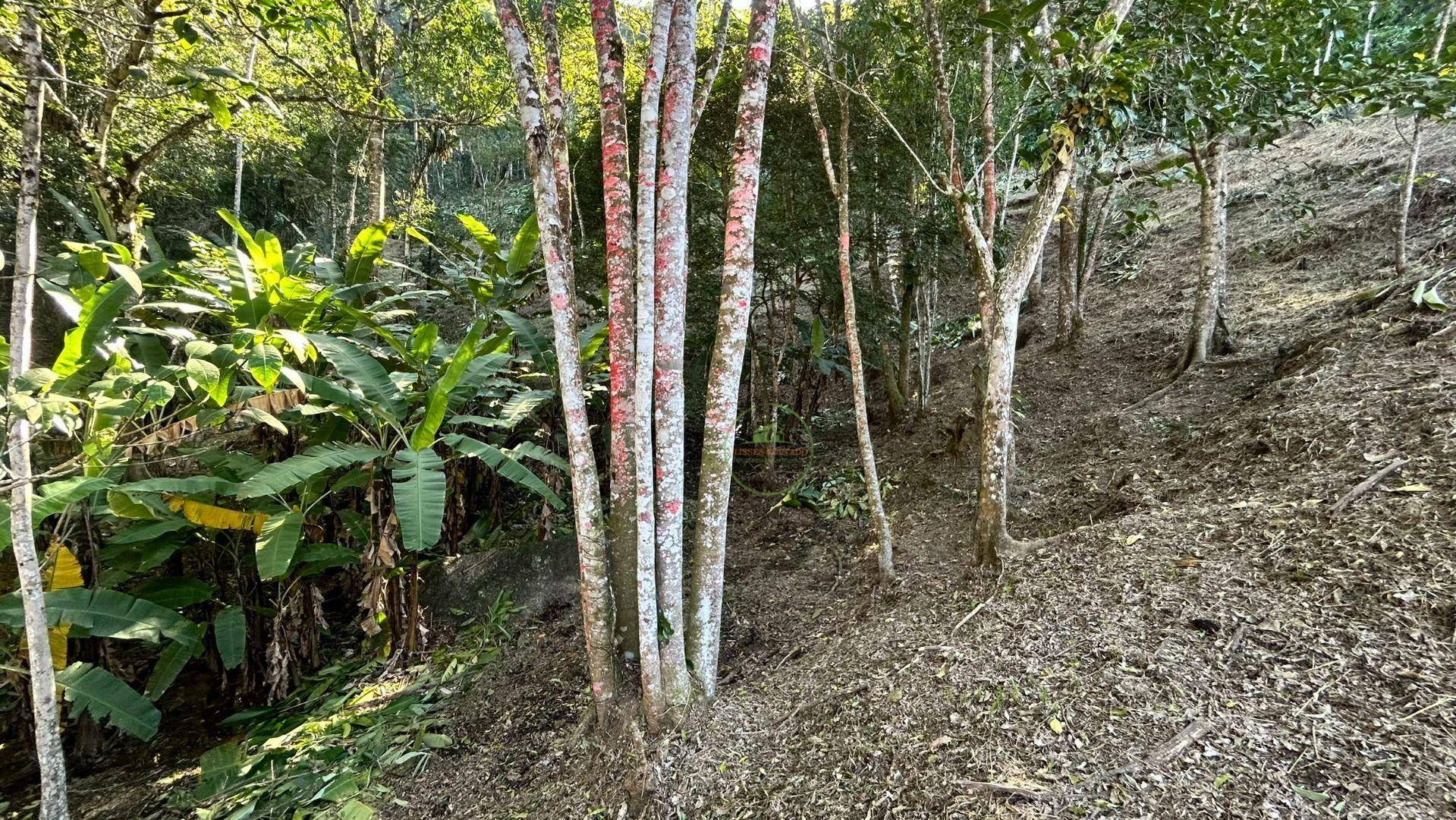 Terreno, 10000 m² - Foto 19