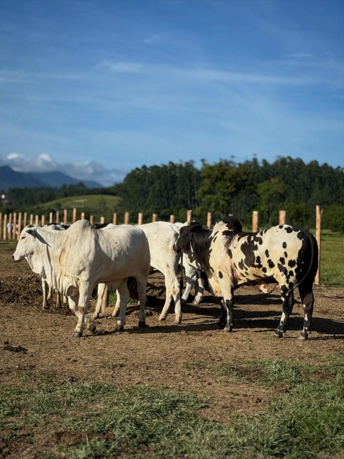 Fazenda à venda com 4 quartos, 261000m² - Foto 4