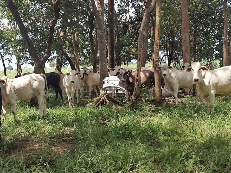 Fazenda à venda, 1m² - Foto 13