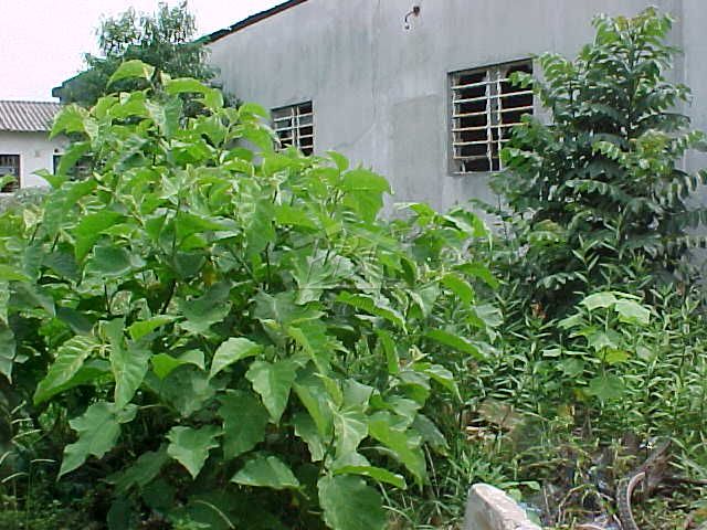 Terreno à venda, 420m² - Foto 3