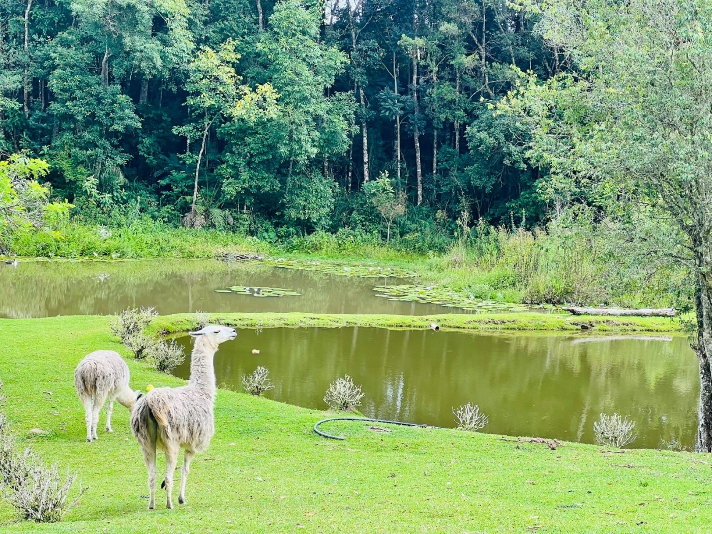 Fazenda à venda, 24200m² - Foto 2