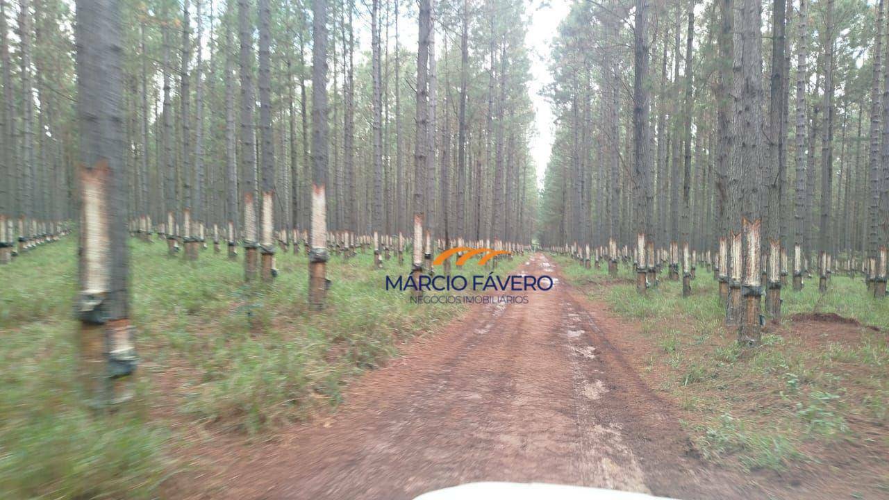 Fazenda-Sítio-Chácara, 276 hectares - Foto 1