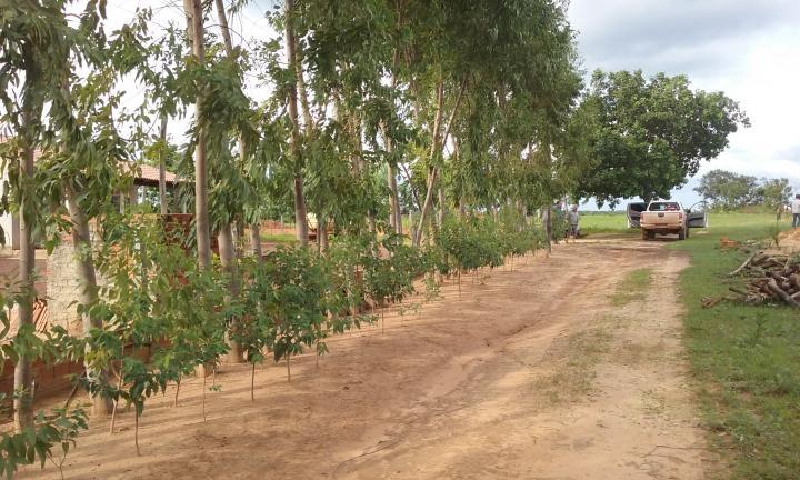 Fazenda-Sítio-Chácara - Foto 1