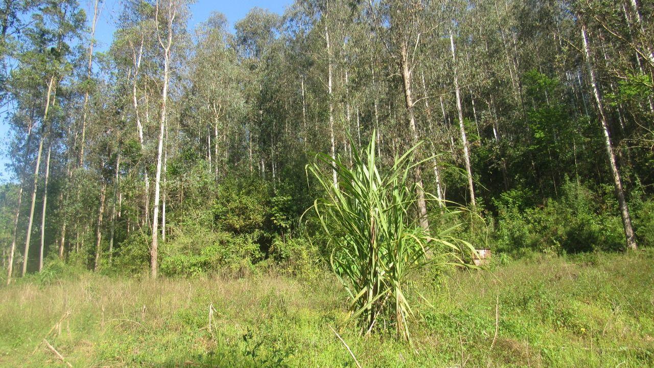 Terreno à venda, 40000m² - Foto 7