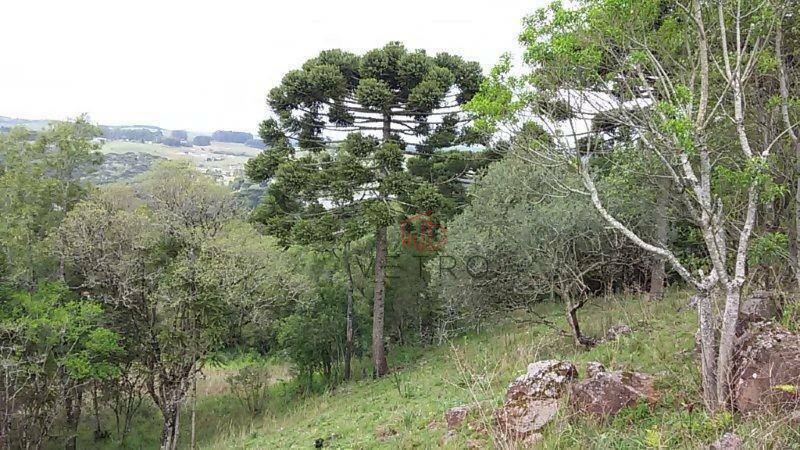 Casa à venda com 3 quartos, 25000M2 - Foto 3