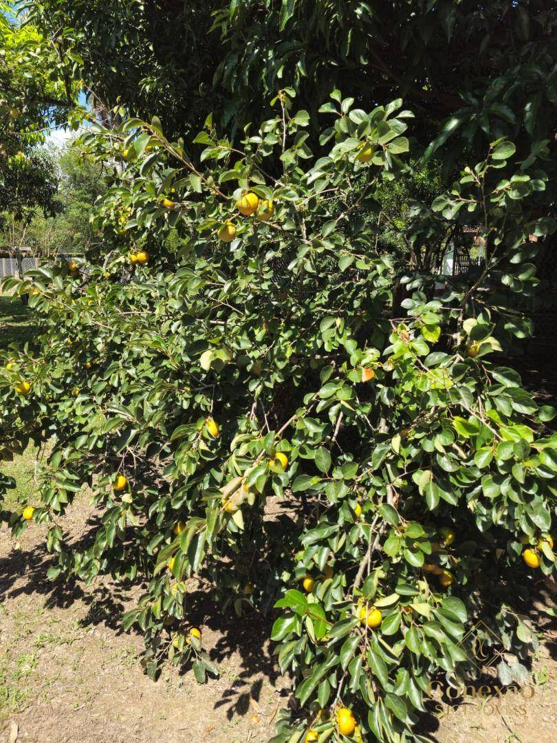 Chácara, 3 quartos, 5000 m² - Foto 63