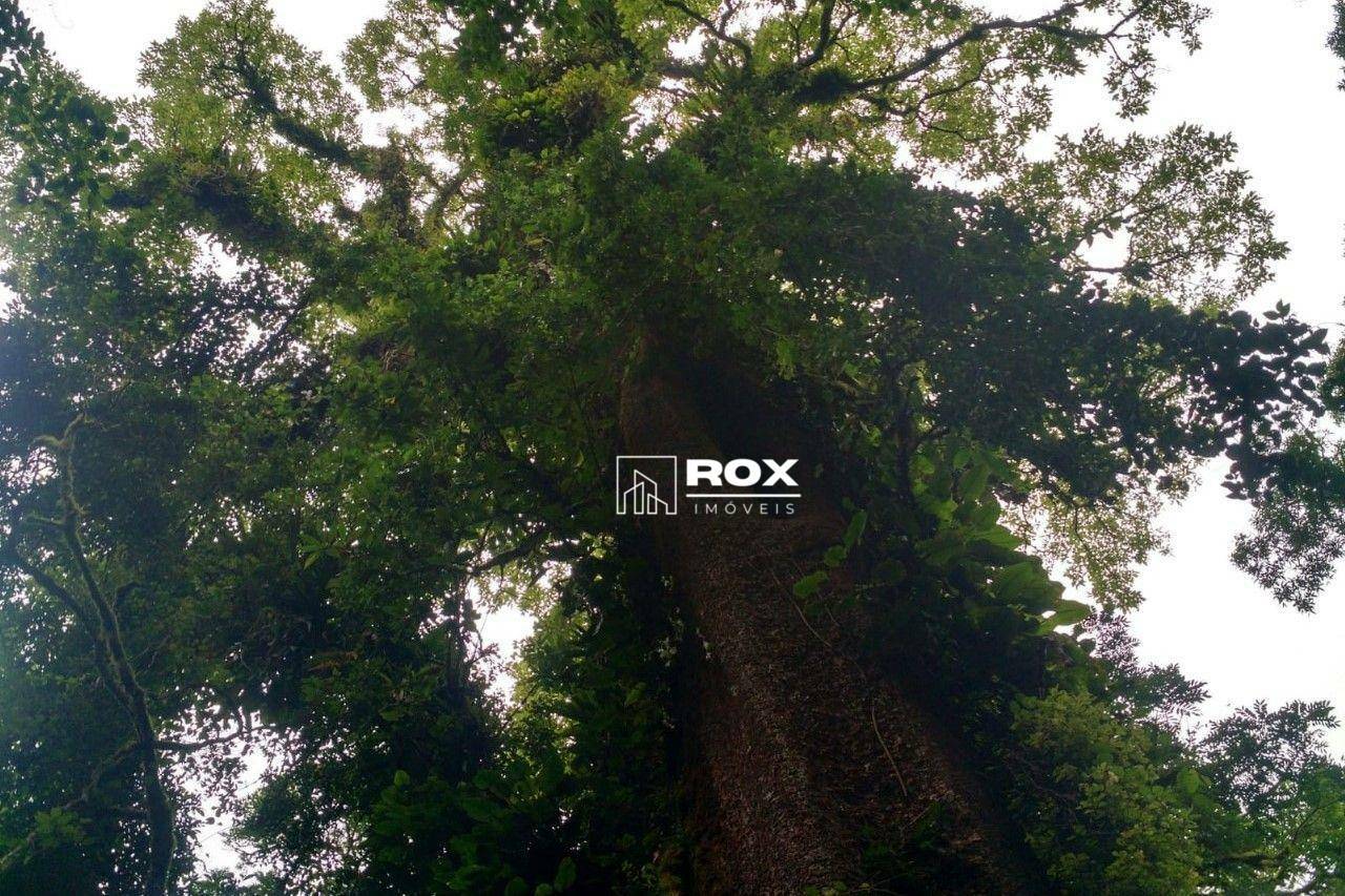 Terreno, 478 hectares - Foto 4