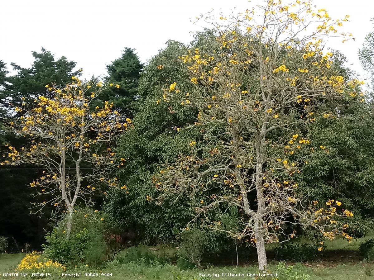 Fazenda à venda com 4 quartos, 160000m² - Foto 16