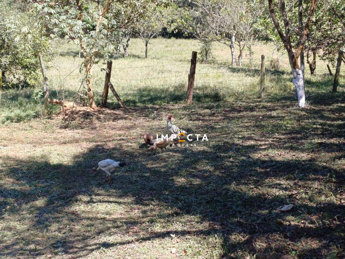 Chácara à venda com 2 quartos, 10500M2 - Foto 11
