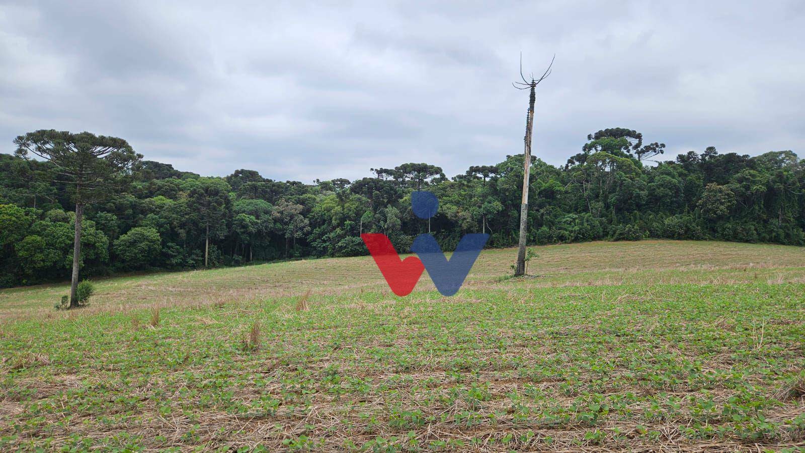 Fazenda à venda com 3 quartos, 1694000M2 - Foto 33