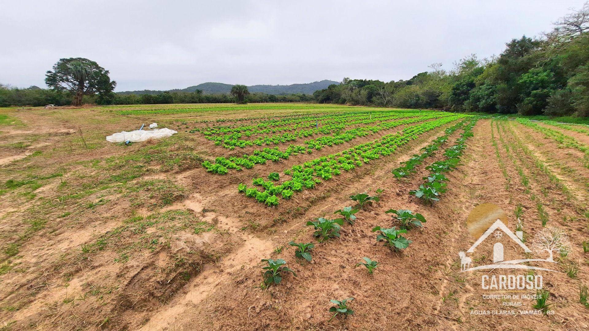 Haras e Área Rural Padrão à venda com 3 quartos, 270000M2 - Foto 12