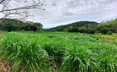 Fazenda à venda com 3 quartos, 17000m² - Foto 16