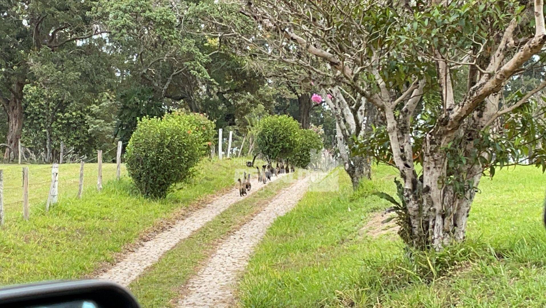 Fazenda à venda com 21 quartos, 2000m² - Foto 36