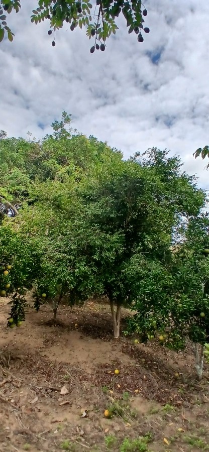 Sítio à venda com 3 quartos, 67000m² - Foto 33