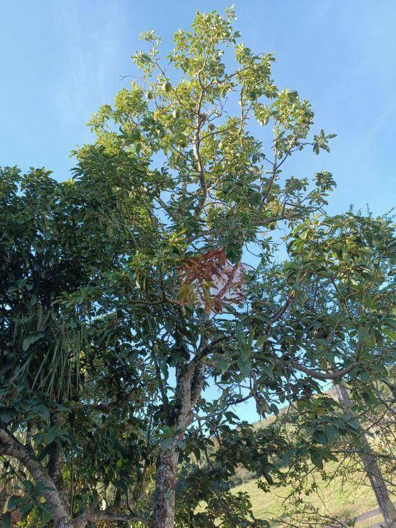 Sítio, 10 hectares - Foto 105