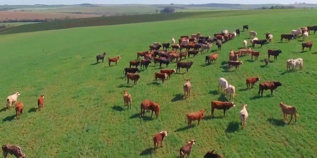 Fazenda-Sítio-Chácara, 242 hectares - Foto 1