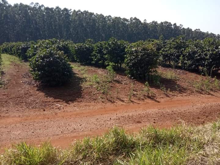 Fazenda à venda, 800m² - Foto 6