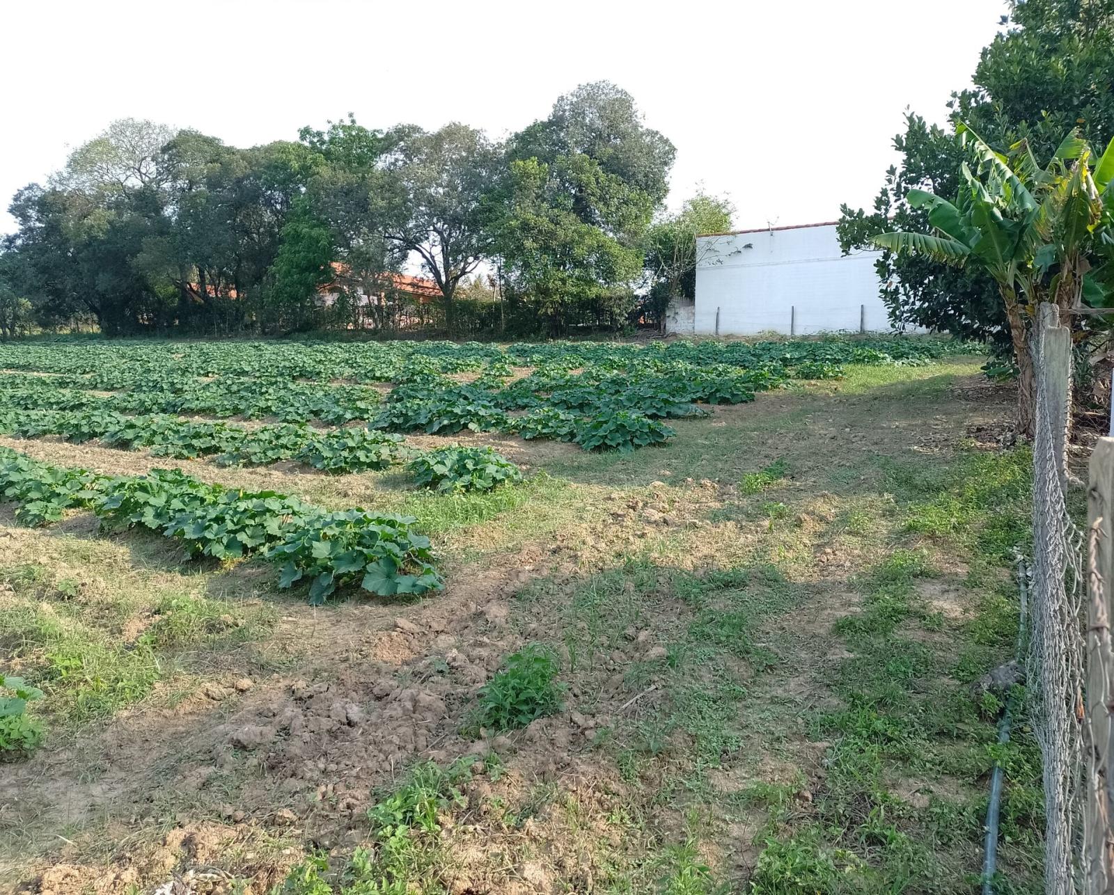 Terreno à venda, 5000m² - Foto 1