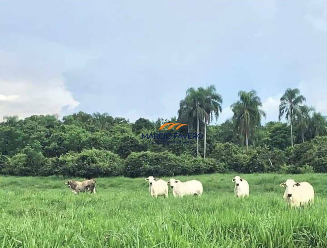 Fazenda à venda, 10841600M2 - Foto 12
