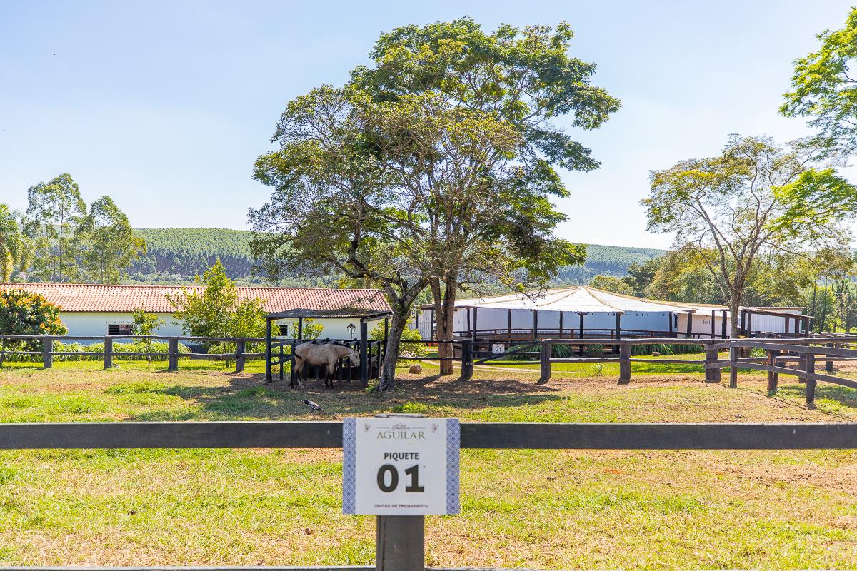 Fazenda à venda com 3 quartos, 133100m² - Foto 6