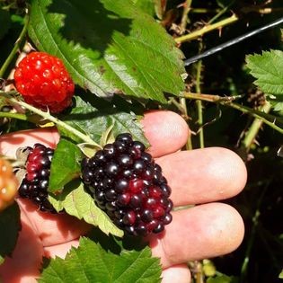 Fazenda-Sítio-Chácara, 20 m² - Foto 9