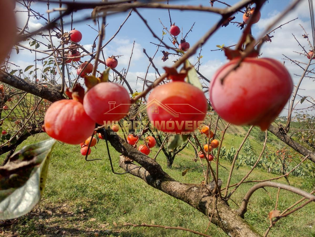 Fazenda à venda, 5m² - Foto 26