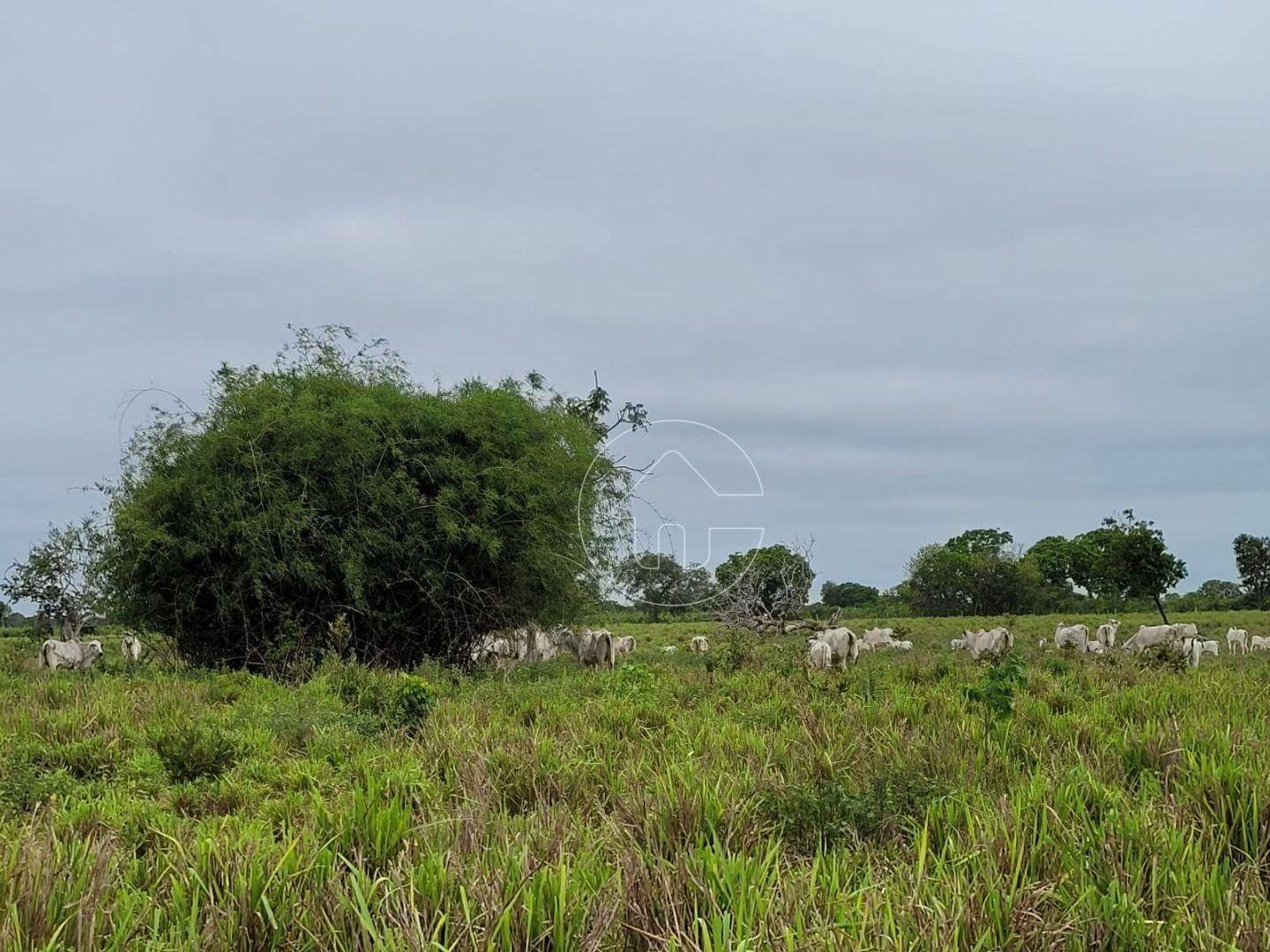 Fazenda à venda, 61350000M2 - Foto 12