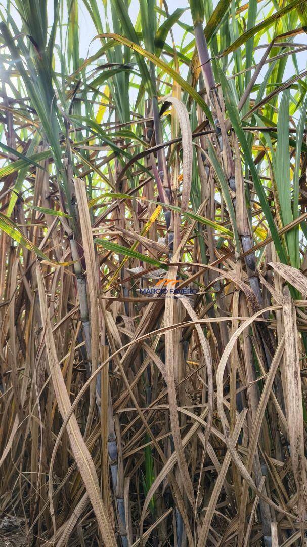 Fazenda, 137 hectares - Foto 3