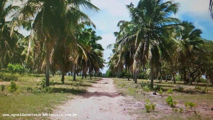 Fazenda à venda com 3 quartos, 170m² - Foto 1