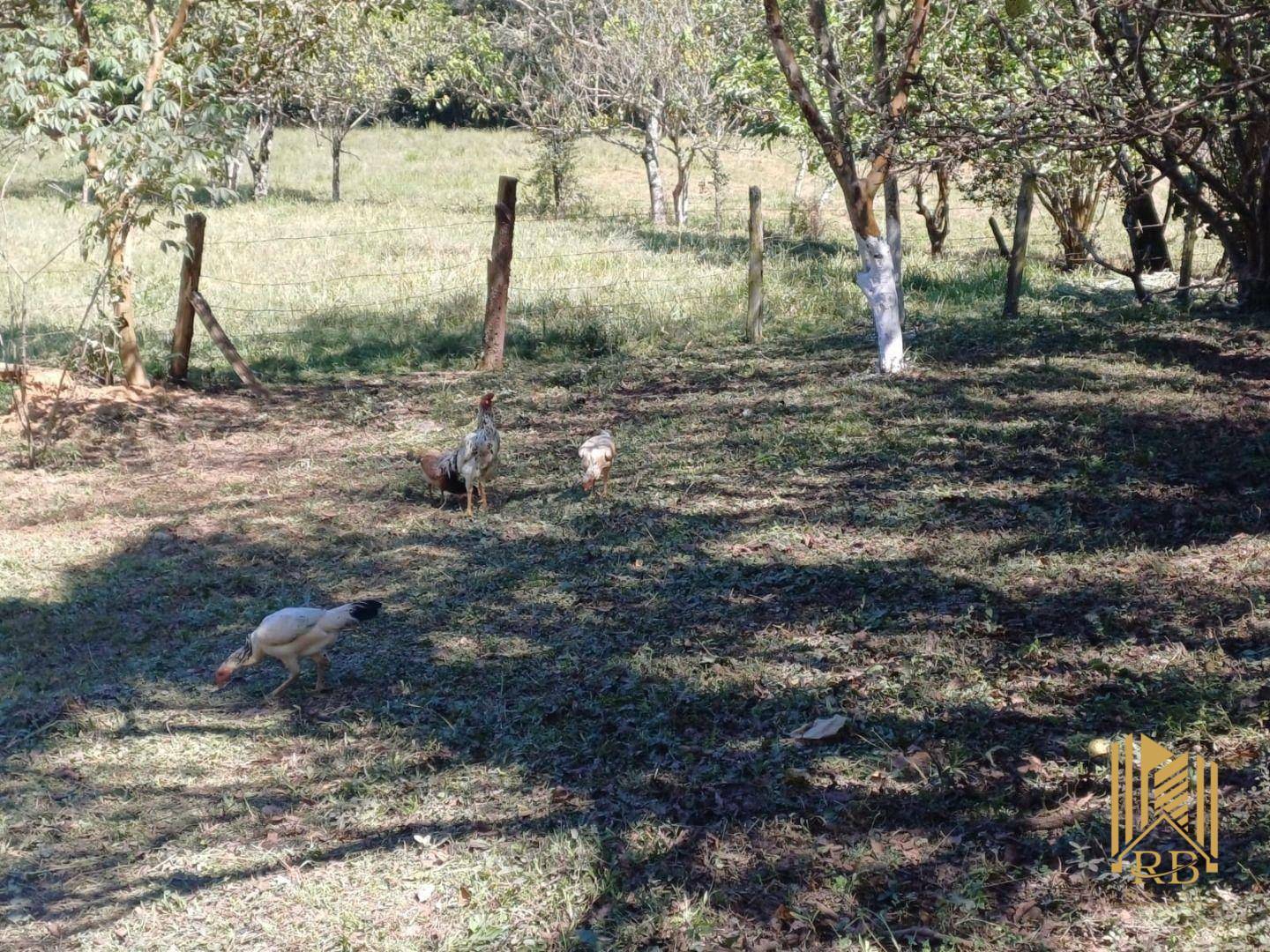 Chácara à venda com 2 quartos, 10500M2 - Foto 12