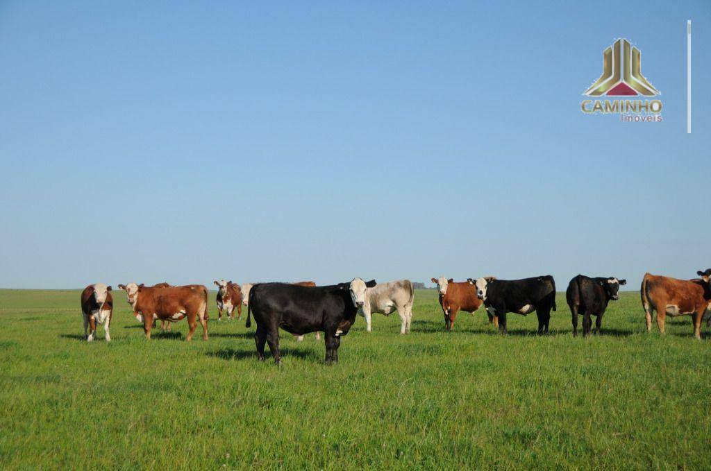 Fazenda à venda com 5 quartos, 33455000M2 - Foto 47