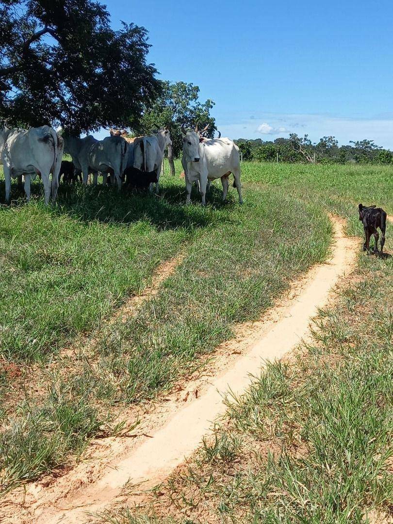 Fazenda à venda, 11610000M2 - Foto 14