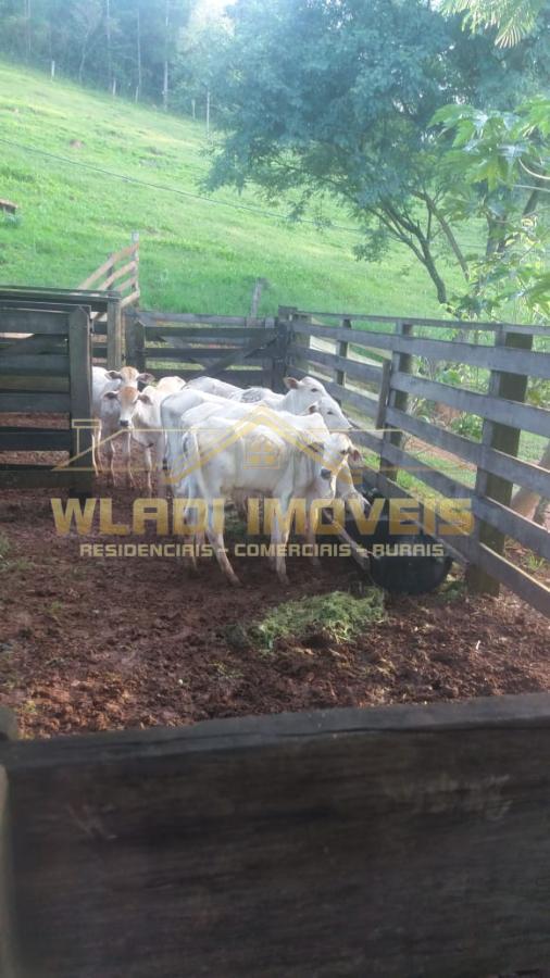 Fazenda à venda com 3 quartos, 25m² - Foto 10