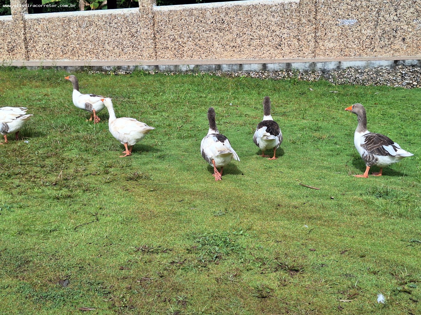 Chácara à venda com 50 quartos, 40000m² - Foto 37