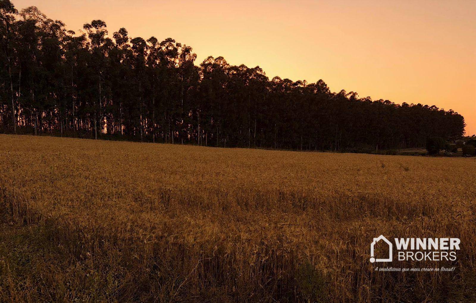 Chácara, 4 hectares - Foto 3